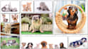 do your pet photo retouching and pet portrait editing in photoshop professional