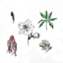 draw a botanical illustration in parts and in whole