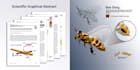 design scientific illustration , scientific figure , graphical abstract , toc