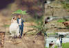 edit your wedding photos