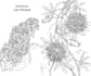 draw hand drawn botanical line art for tattoo, packaging, and floral logo