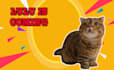 design catchy youtube thumbnail