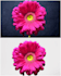 professionally remove background, merge and resize images