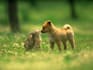 offer pet psychic reading