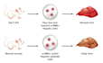 do medical scientific illustration