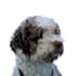 make your pets convert to vector in 24 hours