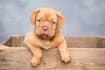 write pet articles, dog, cat and pet blog