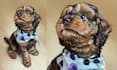 draw custom pet portrait, dog, cat portrait, royal, realistic, abstract artistic