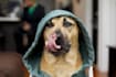 make my mastiff model your dog products