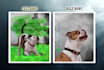 make pet painting using photo