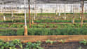 write precision agriculture and research related articles