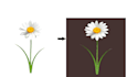professionally remove background from image, cut out photos