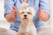 send powerful pet distant reiki healing