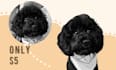 draw your cat, dog, or any pet into cartoon vector portraits