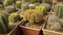 provide garden development and maintenances  services