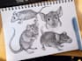 create children s book illustrations in pen and ink