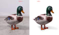 cutout image, clipping path, and white background
