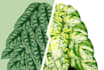 create scribble art for any plants