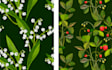 design seamless floral pattern