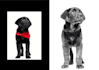 draw scribble art sketches detail for your pet or any animal