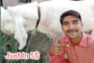 wish happy birthday and sing song with my goats