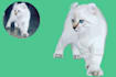 draw your pet into a cartoon vector art