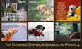 design unique pet and dog quotes with your logo