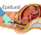 illustrate scientific, medical, educational, biology, anatomy