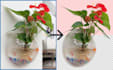 do background removal, clipping path white, transparent png