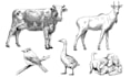 draw animal, fish, bird hand drawn vector illustrations