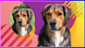draw cartoon dog, cat and others in 24 hours