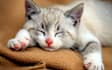 guest post on pet blogs