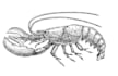 draw lineart in an engraved style for package or menu design
