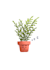 create a character plant illustration