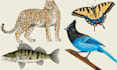 draw a realistic animal illustration in my style