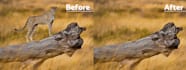 remove unwanted items in your photo within 1 hour