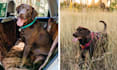 shoot pro amazon dog pet product photography labrador
