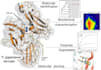 draw best graphical abstracts as per journal standards