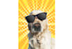 draw a pet vector from your pet photo
