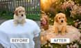 professionally edit your pet photos