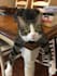 create funny viral cat dog animal pet videos compilation for youtube or facebook