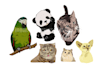 design animal emoticon, stickers, character