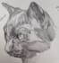 draw any animal or pet in pencil
