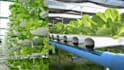 write on hydroponics and rooftop gardening