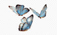 do 200 white background or transparent images