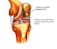 create professional 3d anatomical illustrations