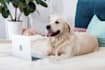 write a fantastic article on pets and veterinary topics