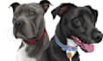 draw cartoon vector pet in 24 hours