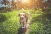 do a guest post on the pet blog