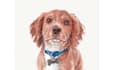 paint dog, cats, whatever pet portrait with watercolor